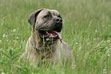 CANE CORSO 1110